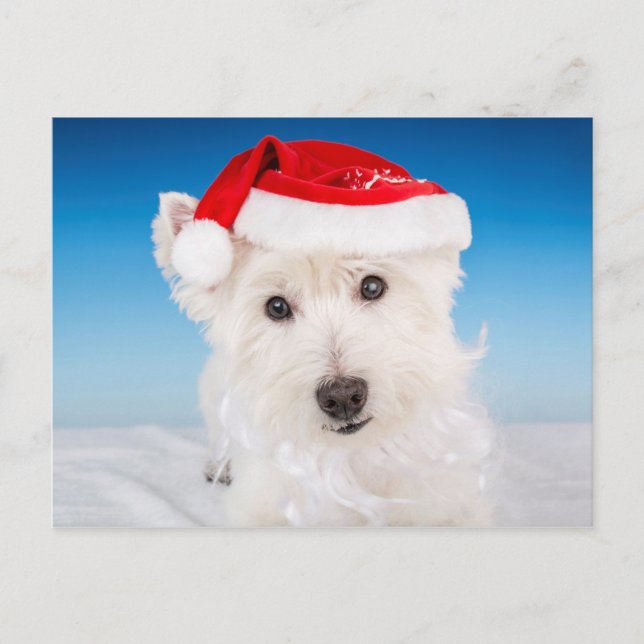 Westie with Santa Hat and Beard Holiday Postcard (Front)