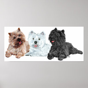 Westie with Two Cairn Terriers Poster