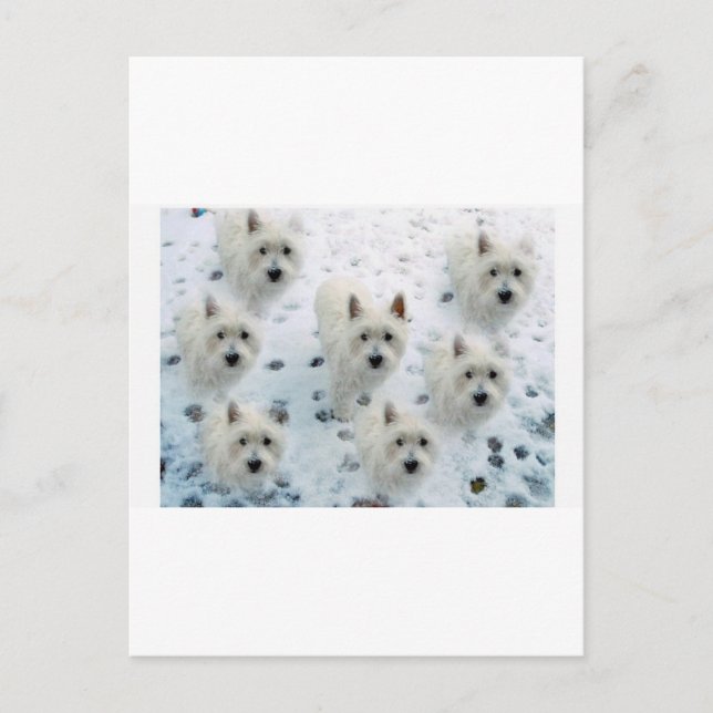 WESTIES IN SNOW POSTCARD (Front)