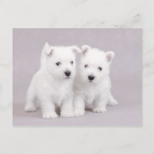 Westies Postcard