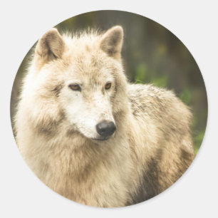 Wet Arctic Wolf in Spring Photo Classic Round Sticker