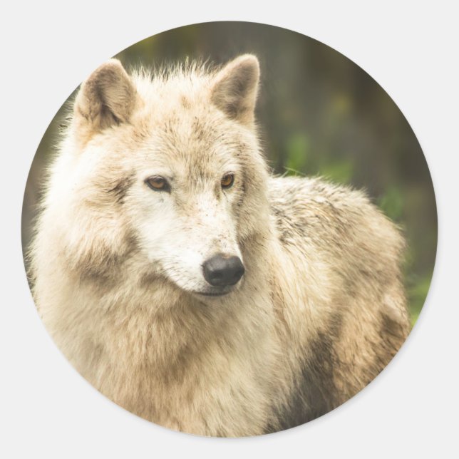 Wet Arctic Wolf in Spring Photo Classic Round Sticker (Front)