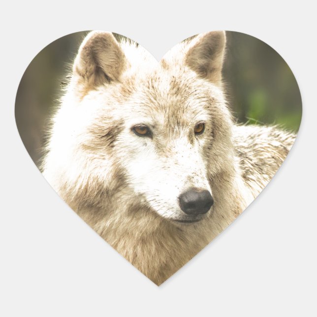 Wet Arctic Wolf in Spring Photo Heart Sticker (Front)