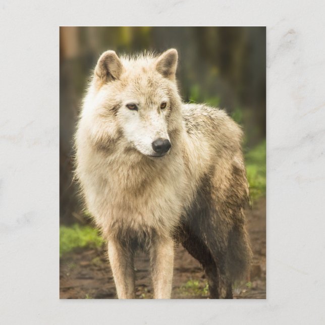 Wet Arctic Wolf in Spring Photo Postcard (Front)