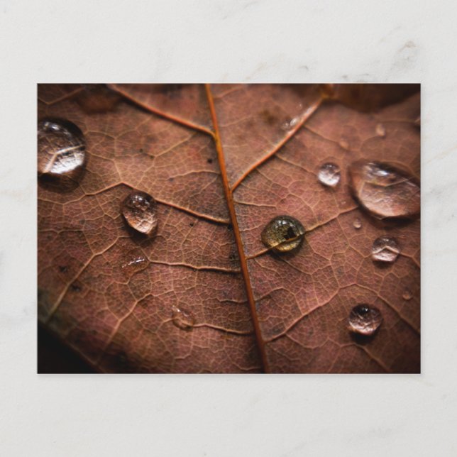 wet autumn leaf 2 postcard (Front)