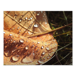 Wet Autumn Leaf - Photo Print