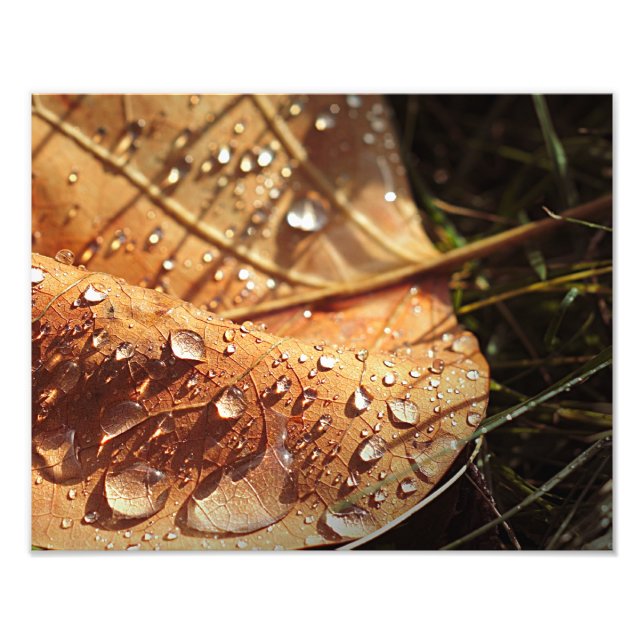 Wet Autumn Leaf - Photo Print (Front)