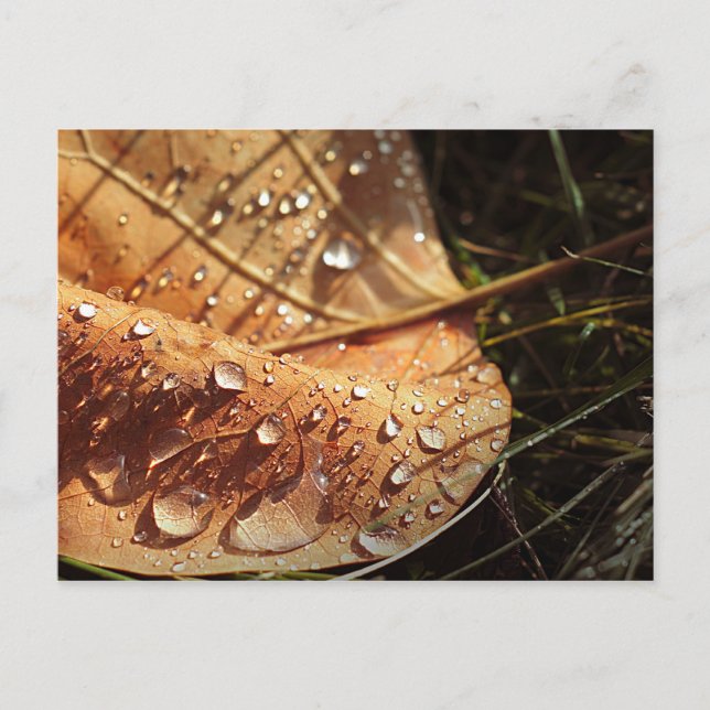 Wet Autumn Leaf - Postcard (Front)