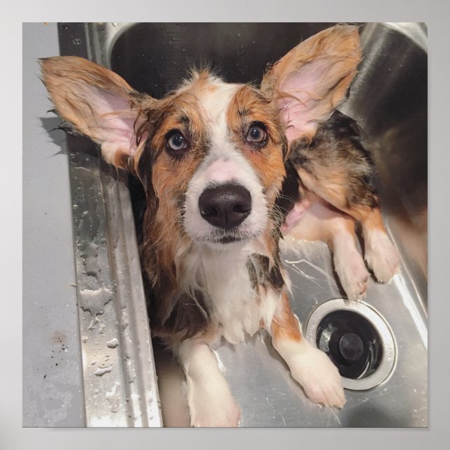 Wet Baby Corgi Puppy Poster (Front)