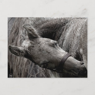 Wet Baby Horse Postcard