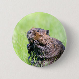 Wet Beaver 2 Inch Round Button