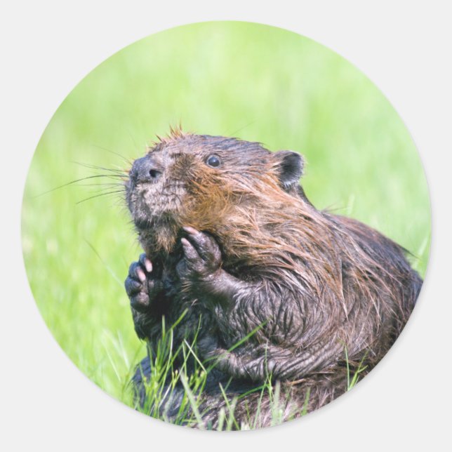 Wet Beaver Classic Round Sticker (Front)