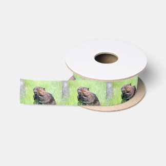 Wet Beaver Satin Ribbon