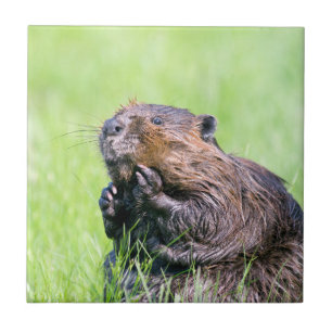 Wet Beaver Tile