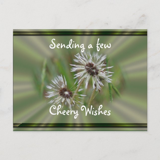 Wet Dandelion Postcard- cheer or any occasion Postcard (Front)