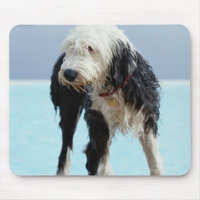 Wet Dog By a Swimming Pool Mouse Pad (Front)