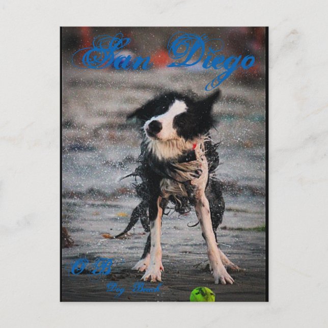 Wet Dog Postcard (Front)