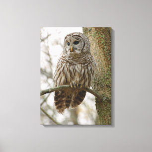Wet Feathers Barred Owl Alert Looking for Prey Canvas Print