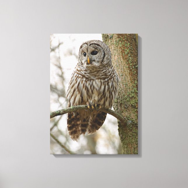 Wet Feathers Barred Owl Alert Looking for Prey Canvas Print (Front)