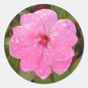 Wet Flower stickers