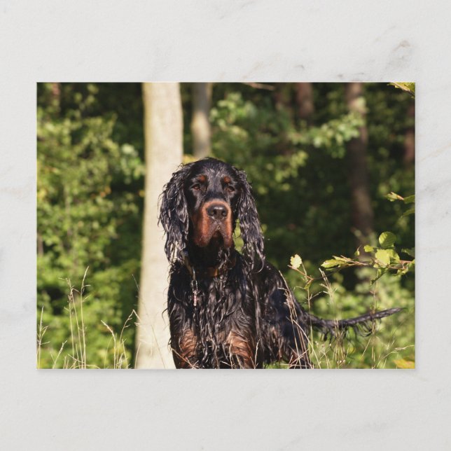 Wet Gordon Setter Postcard (Front)