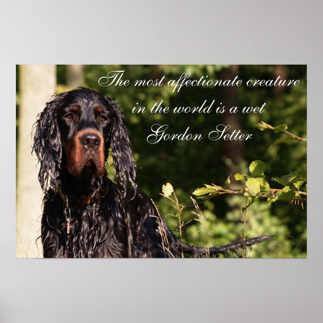 Wet Gordon Setter Poster (Front)