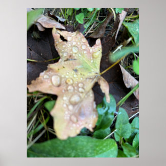 Wet leaf poster