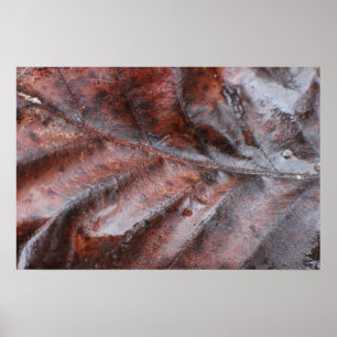 Wet Leaf Poster