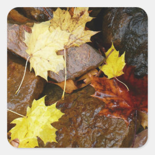 Wet Leaves and Rocks Autumn Nature Photography Square Sticker