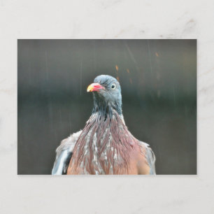 Wet pigeon postcard