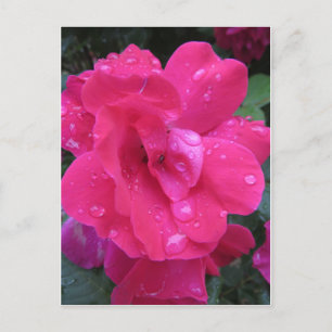 Wet Rose Postcard