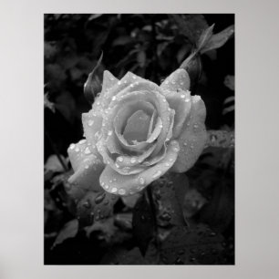 Wet Rose Poster