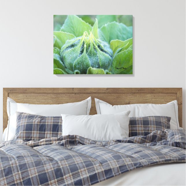 Wet Sunflower Bud Close Up Photograph Canvas Print (Insitu(Bedroom))