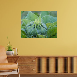 Wet Sunflower Bud Close Up Photograph Poster