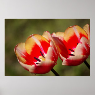 Wet Tulips Print