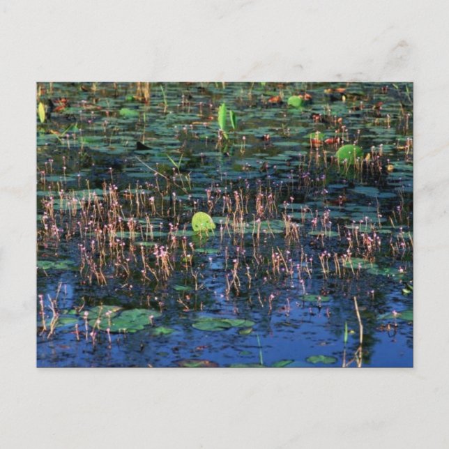 Wetland plants at Okefenokee National Wildlife Ref Postcard (Front)