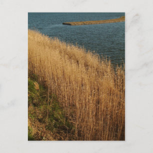 Wetlands, Essex, England - Postcard