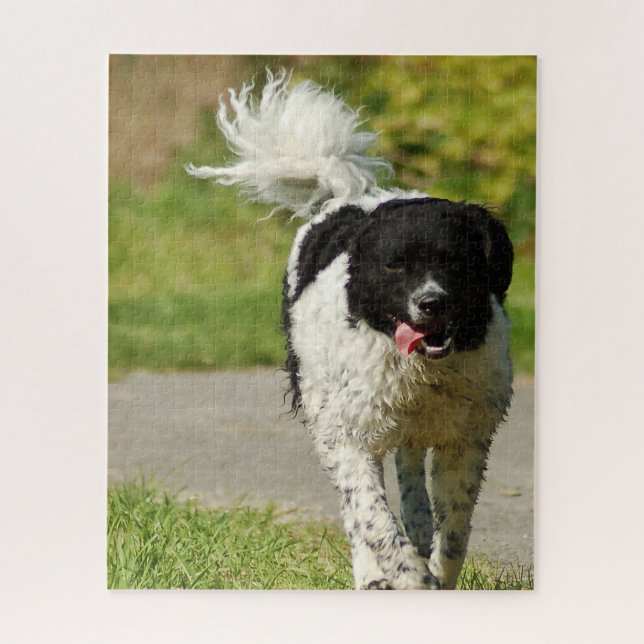 Wetterhoun Dog Jigsaws. Jigsaw Puzzle (Vertical)