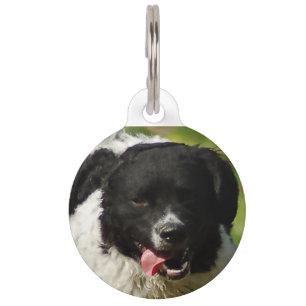 Wetterhoun Dog Jigsaws. Pet Tag