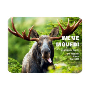 We've Moved   Colourful Moose Moving Announcement  Magnet