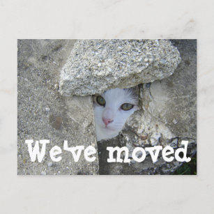 We've moved Cute cat hiding Photo postcard