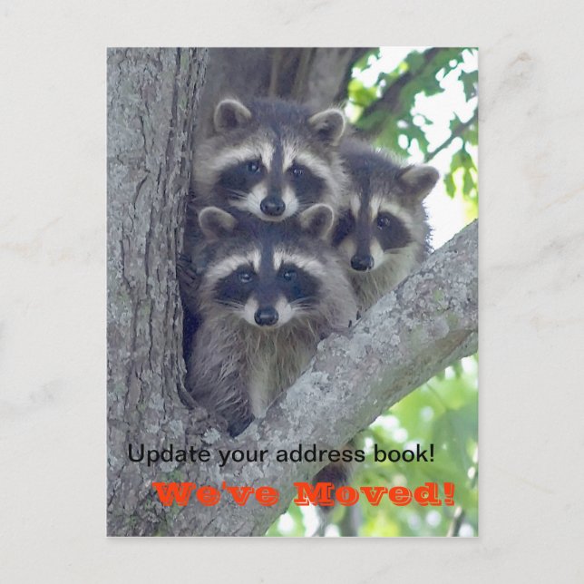 We've Moved Postcard (Raccoons in tree) (Front)
