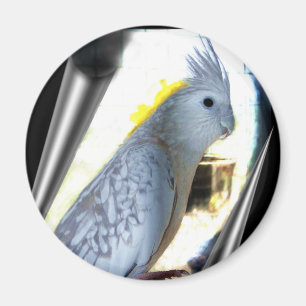 WF tiel Magnets