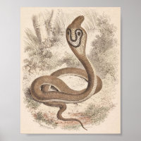 WH Freeman - Cobra Di Capello Portfolio