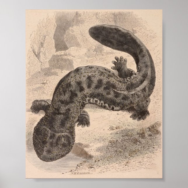 WH Freeman - The Great Japanese Salamander P/folio Poster (Front)