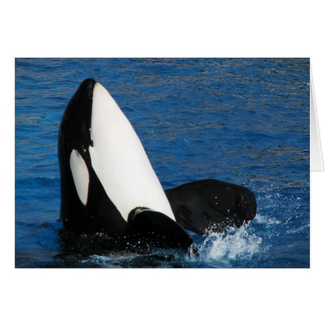 whale (Front Horizontal)