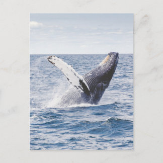 Whale Breaching the Water Postcard