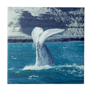 Whale calf tail - Argentina Tile