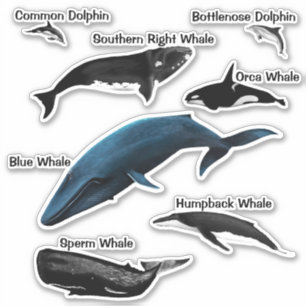 WHALE DAYS SQUARE STICKER