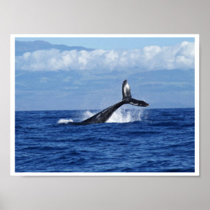 Whale Diving in Ocean, Fluke, Tail out of Water Poster